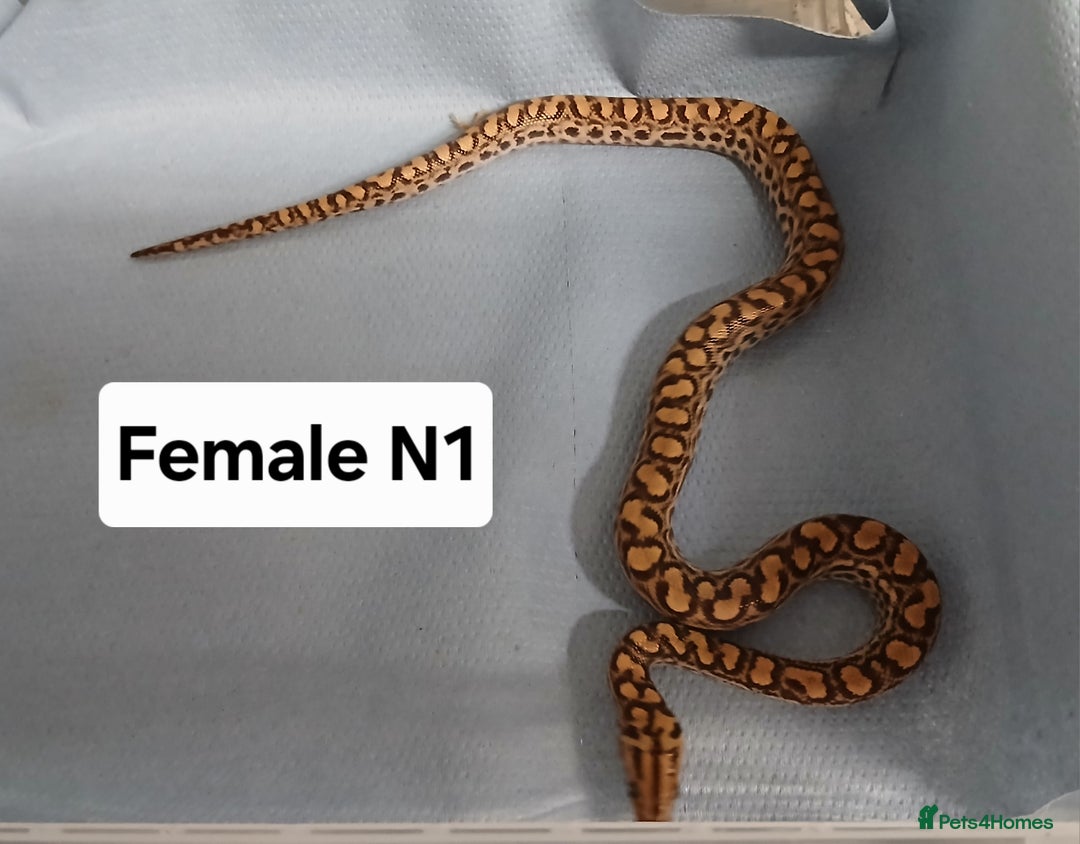 Boa Snake reptiles for sale: Brazilian Rainbow Boa's T-Albino - Advert 8