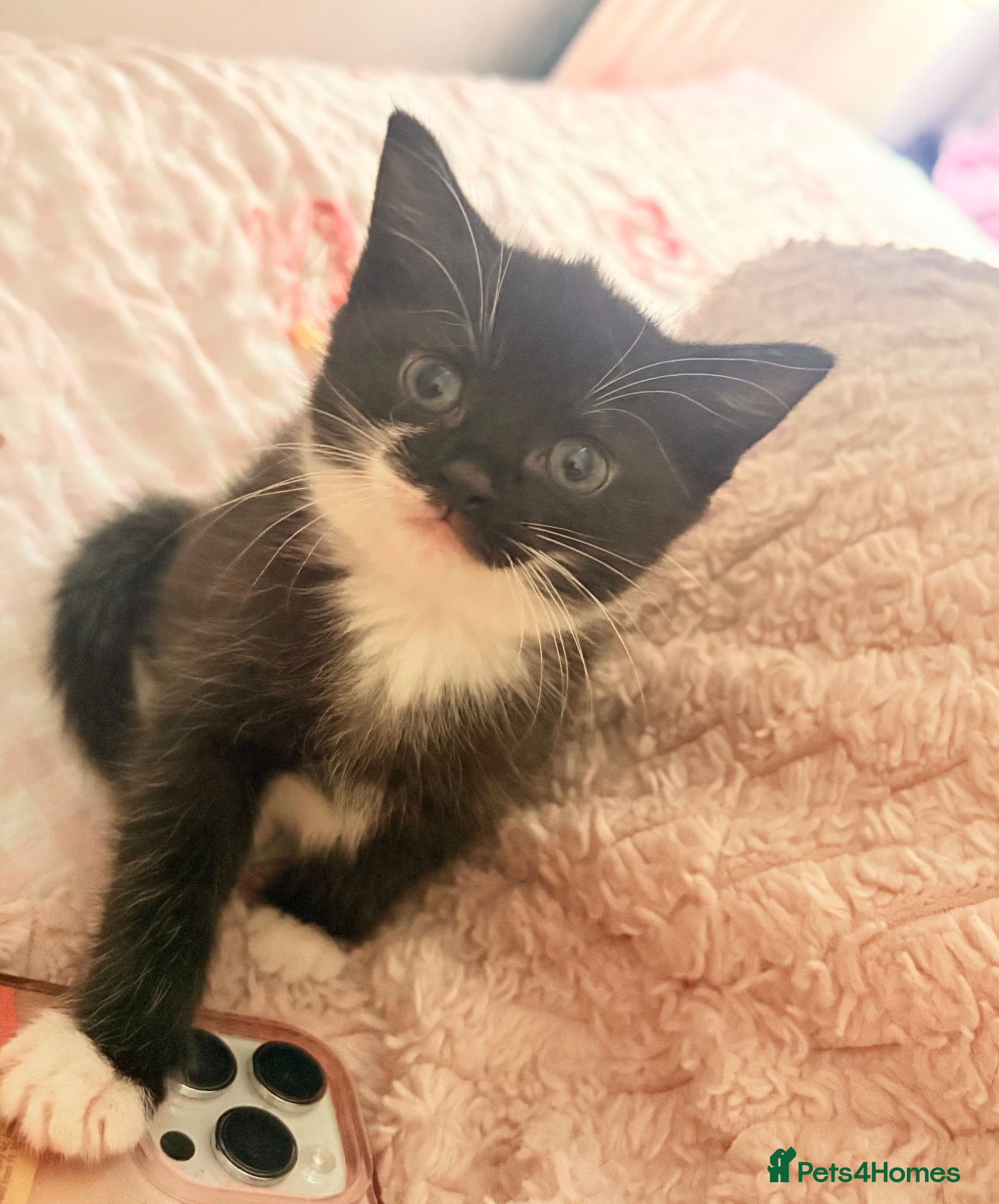 Domestic Shorthair cats Siamese x Domestic Longhair Kittens - Advert 4