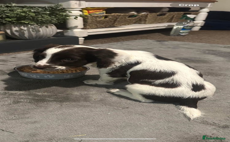 Sprocker dogs - Advert 1