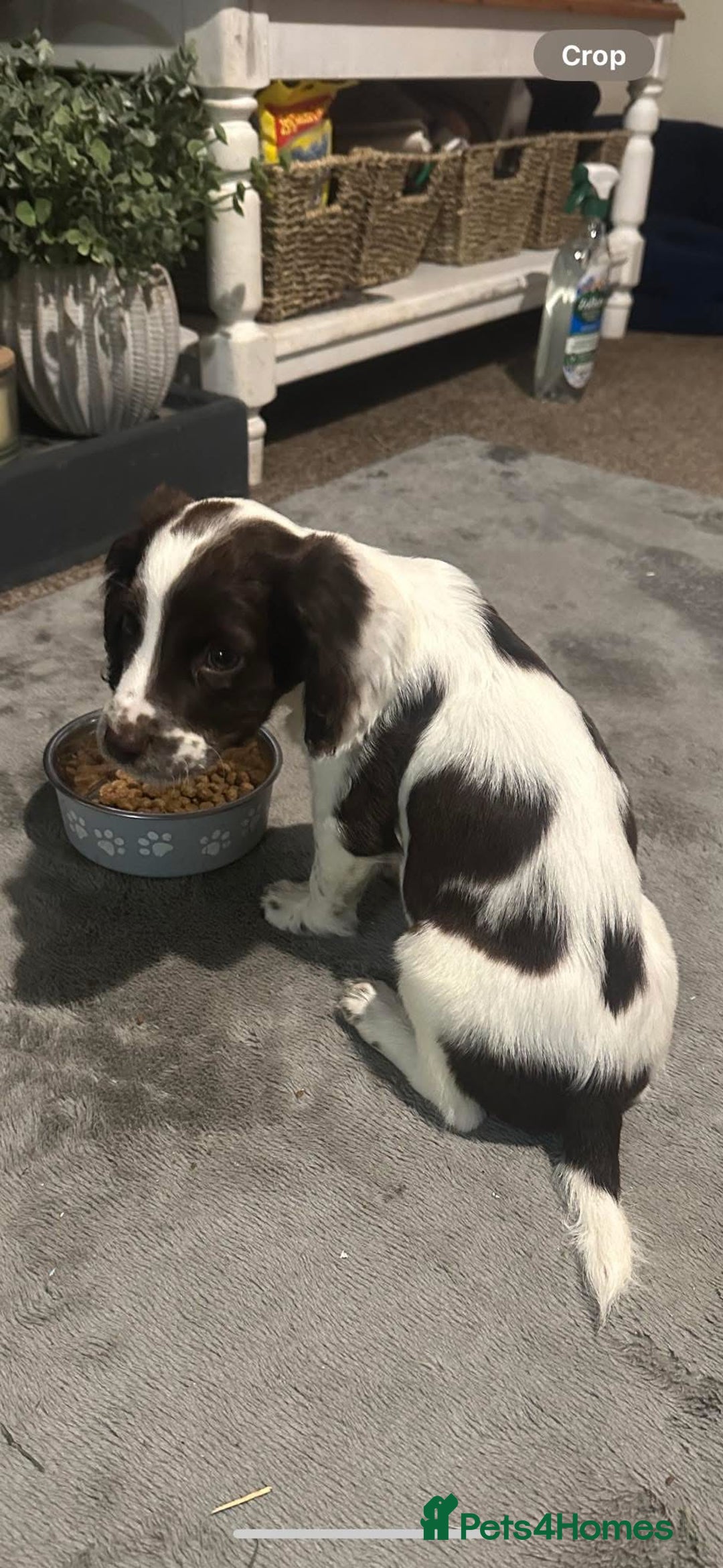 Sprocker dogs for sale: Sprocker boy pup - Image 1