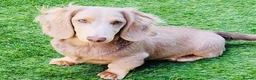 Miniature Dachshund dogs for stud: Long Hair miniature dacshund in Telford - Advert 4