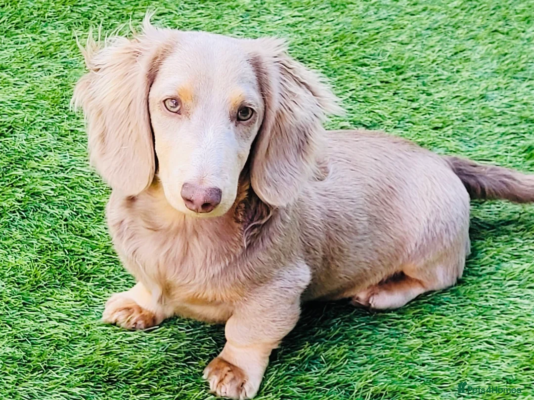Miniature Dachshund dogs for stud: Long Hair miniature dacshund in Telford - Advert 4