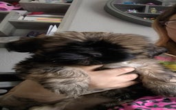 Lhasa Apso dogs for sale: Lhasa apso puppies 4 girls 💗2 boys 🩵 - Image 6