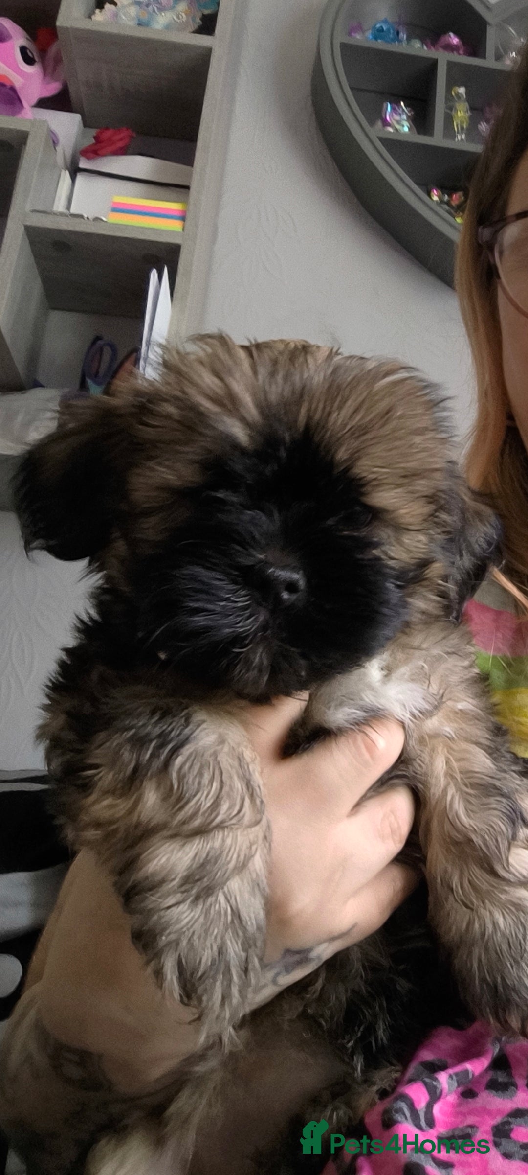 Lhasa Apso dogs for sale: Lhasa apso puppies 4 girls 💗2 boys 🩵 - Image 6