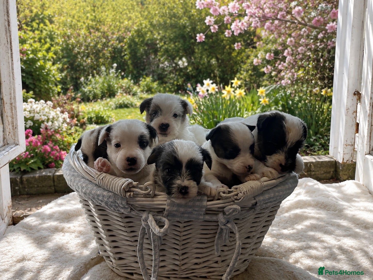 Jack Russell dogs Beautiful Jack Russell litter - Advert 14