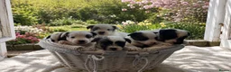 Jack Russell dogs for sale: Beautiful Jack Russell litter - Advert 1