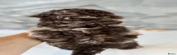 Miniature Poodle dogs for stud: 🐩 OZZIE–CHOCOLATE MERLE MINIATURE POODLE STUD 🐩 - Advert 12