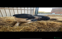 Mixed Breed dogs for sale: 3 fluffy Shollie German Shepard x Boarder Collie - Image 29