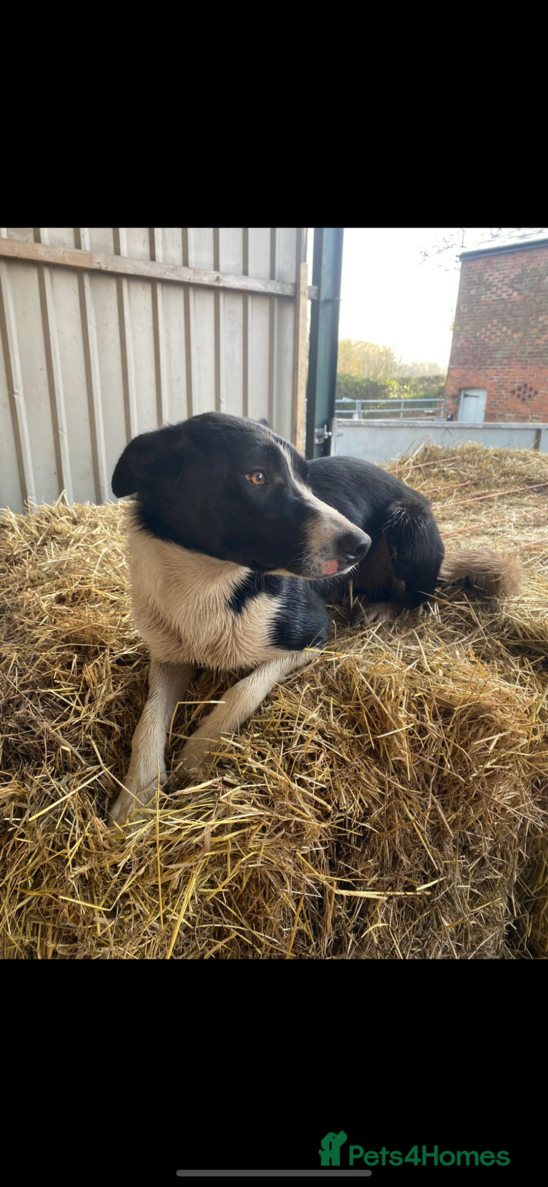 Mixed Breed dogs for sale: 3 fluffy Shollie German Shepard x Boarder Collie - Image 29