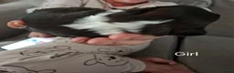 Shih Tzu dogs for sale: 7 Beautiful Shih Tzu Puppies  - Advert 3