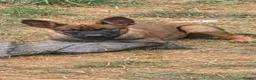 Belgian Shepherd Dog dogs for sale: Ringsport fci knpv malinois price reduced  - Advert 2