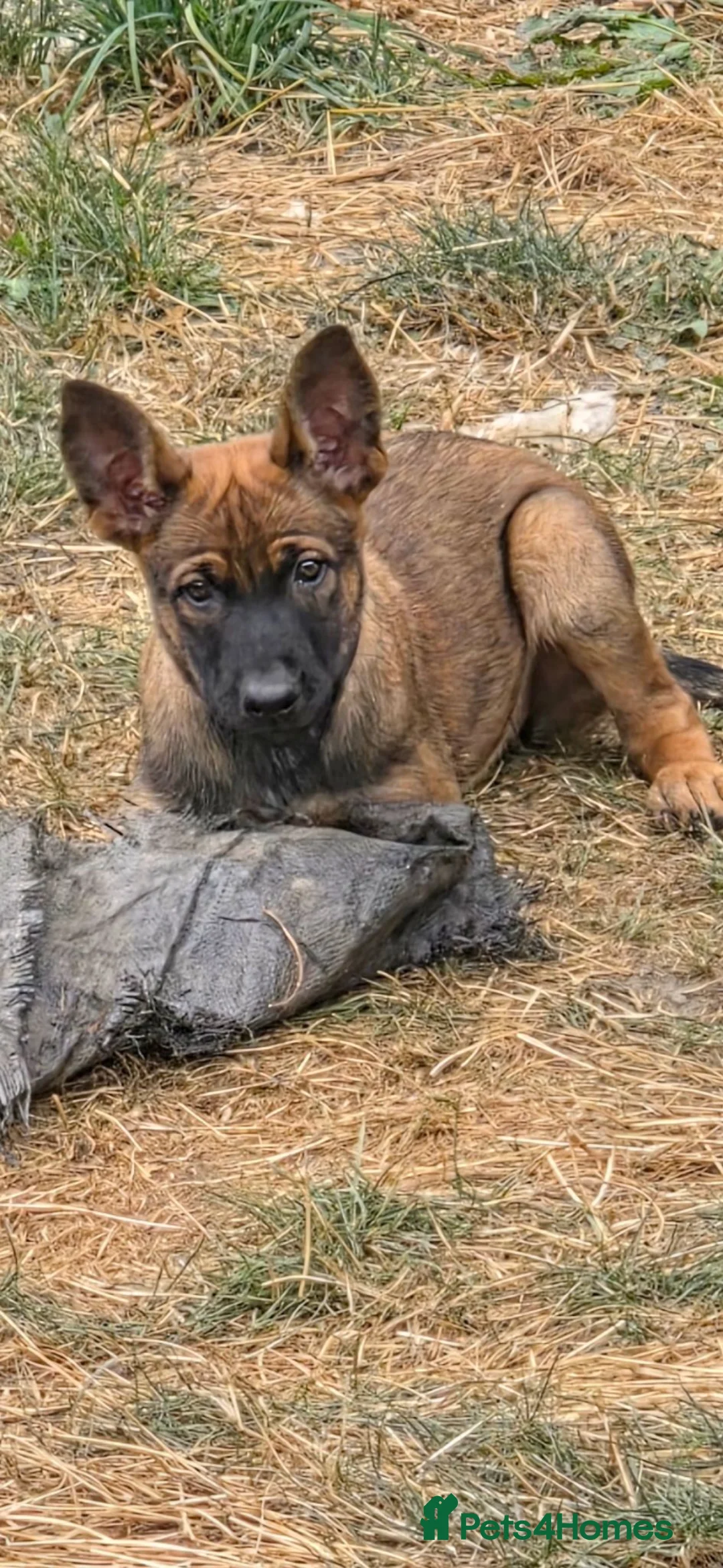 Belgian Shepherd Dog dogs for sale: Ringsport fci knpv malinois price reduced  - Advert 2
