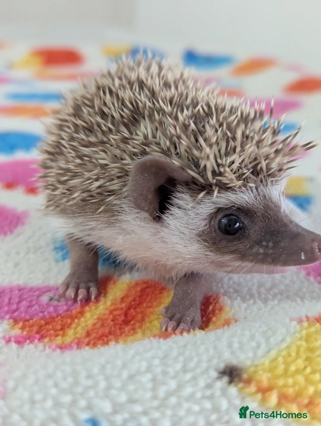 Pygmy Hedgehog rodents for sale: Beautiful Hoglets Ready for 5* Homes - Advert 11