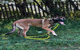 Belgian Shepherd Dog dogs for sale: Belgian mallinos pup - Image 15