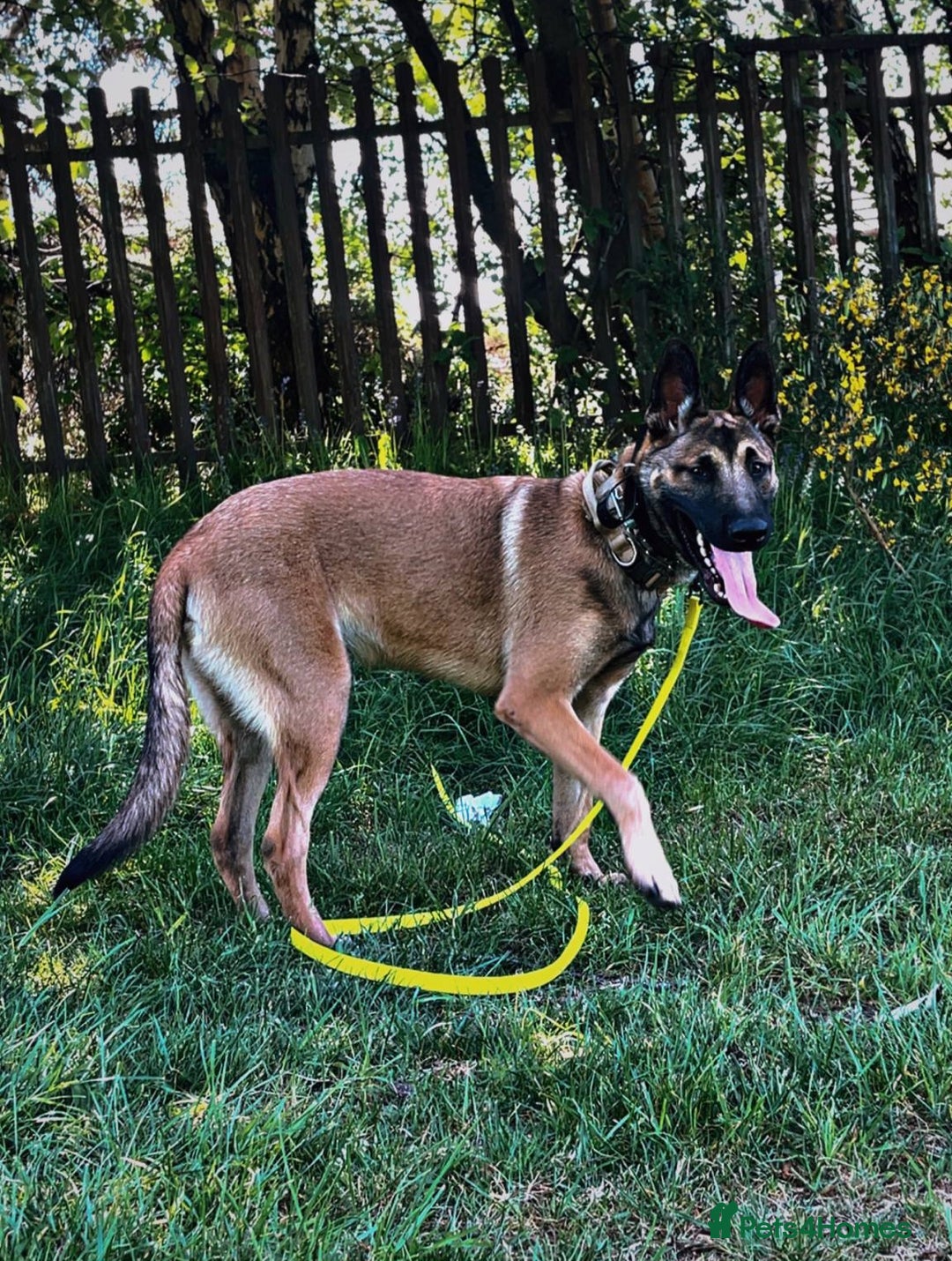 Belgian Shepherd Dog dogs for sale: Belgian mallinos pup - Image 15