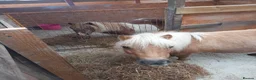 Shetland pony horses for sale: Loving pony looking for new home in Holsworthy - Advert 2