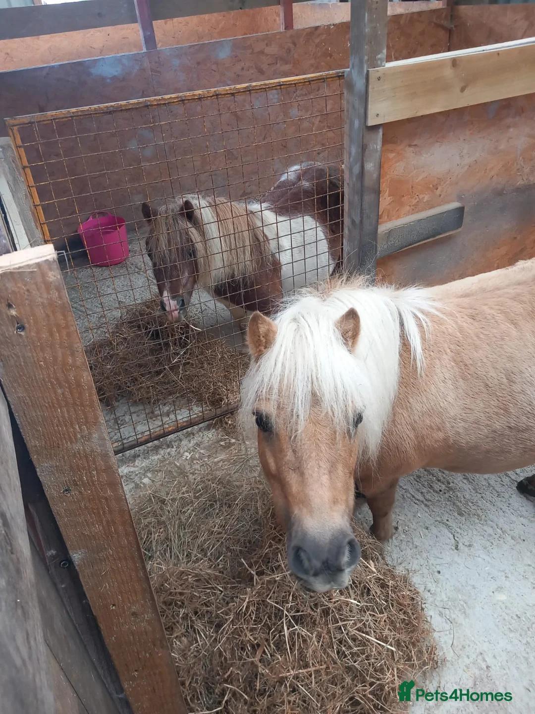 Shetland pony horses for sale: Loving pony looking for new home in Holsworthy - Advert 2
