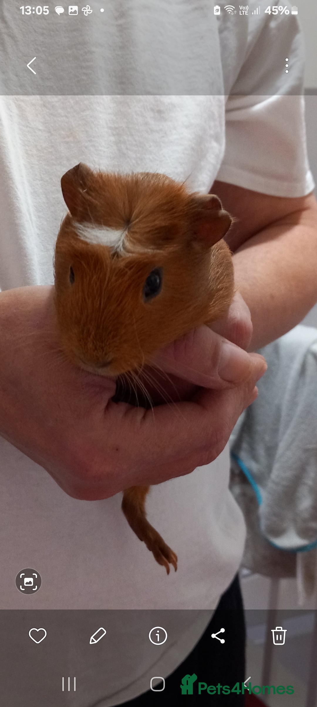 Guinea Pig rodents for sale: Baby guinea pigs - Advert 4