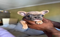French Bulldog dogs for sale: Adorable French Bulldog Puppies in Barking - Image 4
