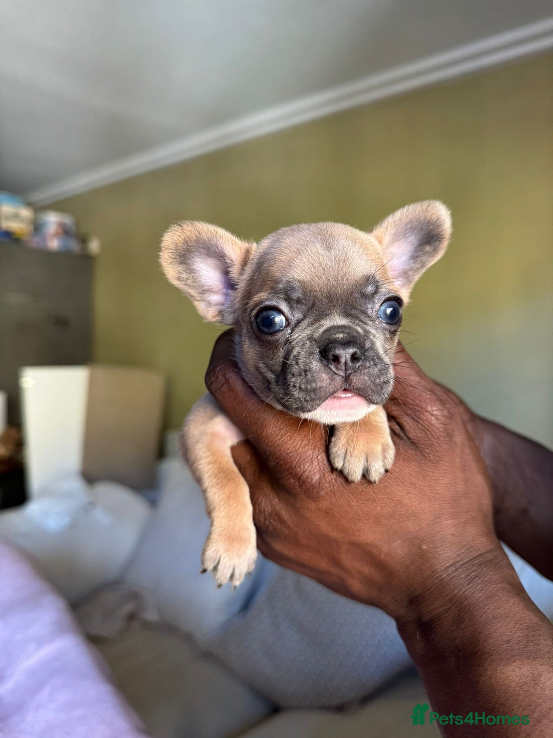 French Bulldog dogs for sale: Adorable French Bulldog Puppies in Barking - Image 4