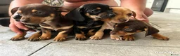 Dachshund dogs for sale: BEAUTIFUL DACHSHUND PUPS READY 9/11  - Advert 3