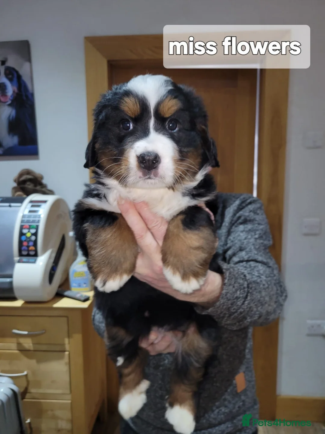 Bernese Mountain Dog dogs for sale: Bernese mountain dog puppies  - Advert 2
