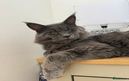 Maine Coon cats for stud: Marley available for stud duties!  - Image 1