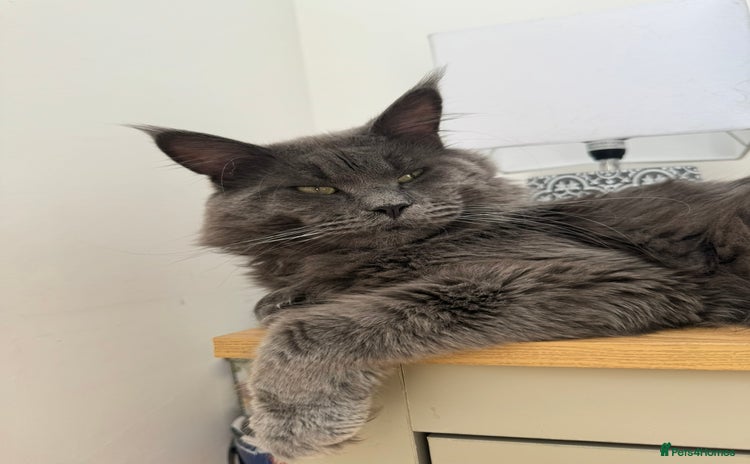 Maine Coon cats - Advert 1