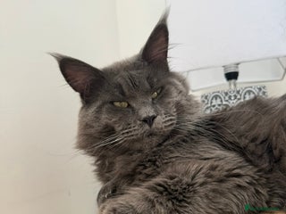 Maine Coon cats - Advert 9