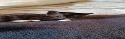 Mixed Breed cats for sale: 2boys & 2girls - Advert 14