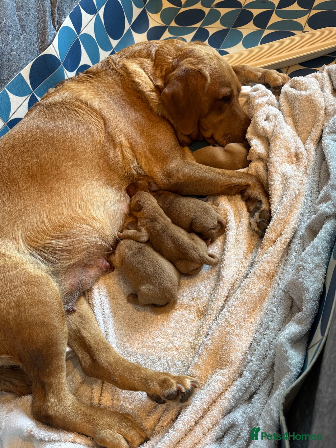 Labrador Retriever dogs for sale: Litter of 7 Fox Red Labrador Puppies - Advert 5