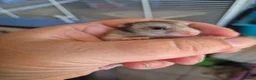 Hamster rodents for sale: Baby syrian hamster  - Advert 2