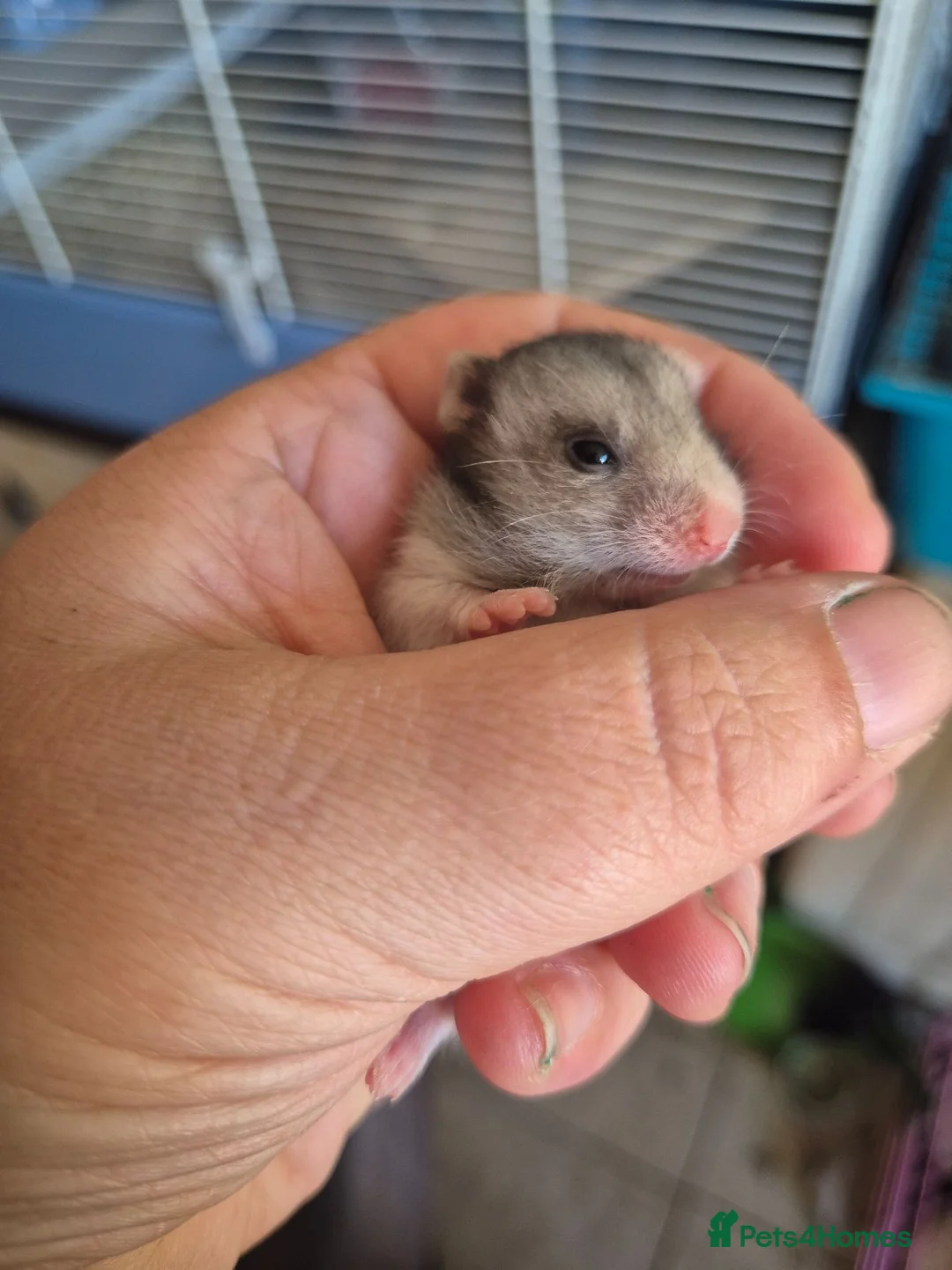 Hamster rodents for sale: Baby syrian hamster  - Advert 2