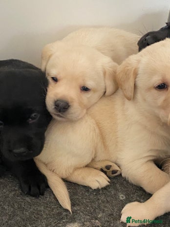 Labrador Retriever dogs - Advert 1