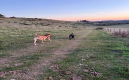 Cane Corso dogs for sale: Two beautiful cane corsos looking to be rehomed - Image 3