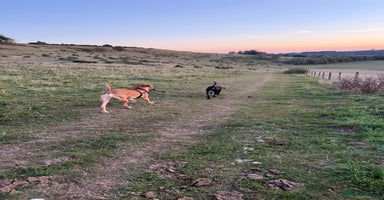 Cane Corso dogs - Advert 6