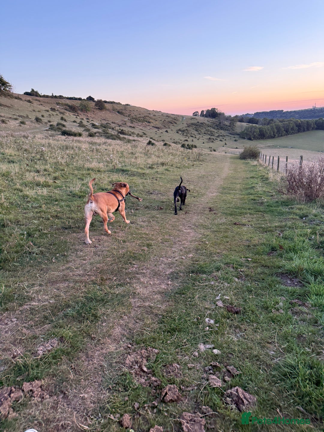 Cane Corso dogs for sale: Two beautiful cane corsos looking to be rehomed - Image 3
