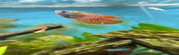 Gouramis fish for sale: Dwarf gourmais  - Advert 2