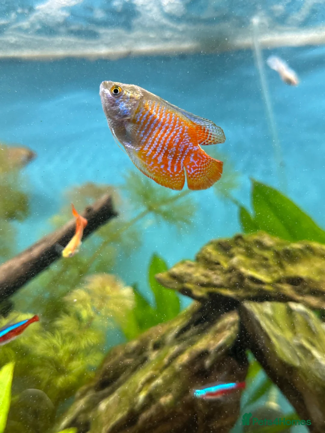 Gouramis fish for sale: Dwarf gourmais  - Advert 2