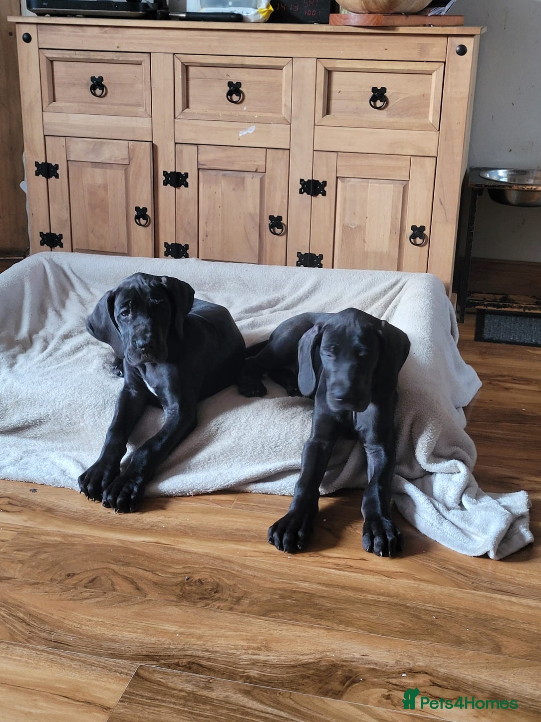 Great Dane dogs for sale: Only 2 beautiful Great Dane girls left. Ready now - Advert 1