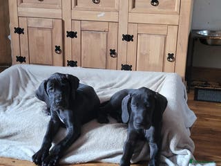 Great Dane dogs Only 2 beautiful Great Dane girls left. Ready now - Advert 2