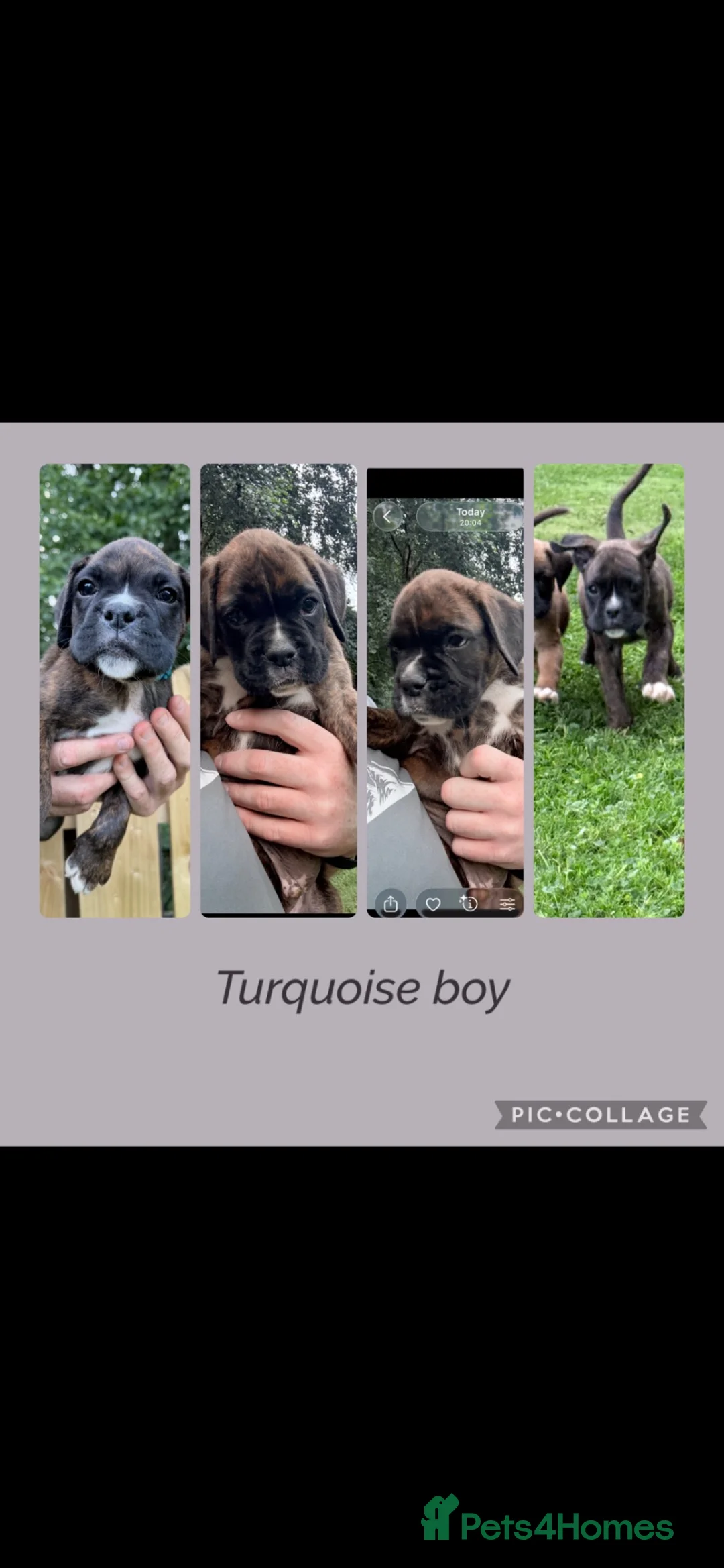 Boxer dogs for sale: IKC Reg Boxer puppies  - Advert 2