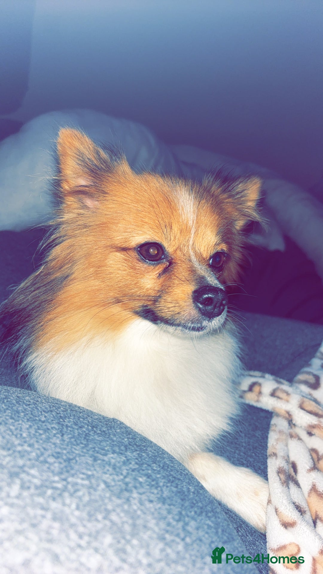 Pomeranian dogs for sale: Pomeranian  - Advert 4