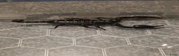 Mixed Breed invertebrates for sale: Mixed invertebrates for sale *see description*  - Advert 5