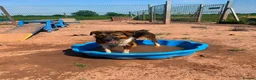 Mixed Breed dogs for adoption: Meet Rizzo, currently residing in Cheshire  in Nantwich - Advert 5
