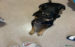 Mixed Breed dogs for sale: Bella needs a home ASAP 🐾  - Image 8