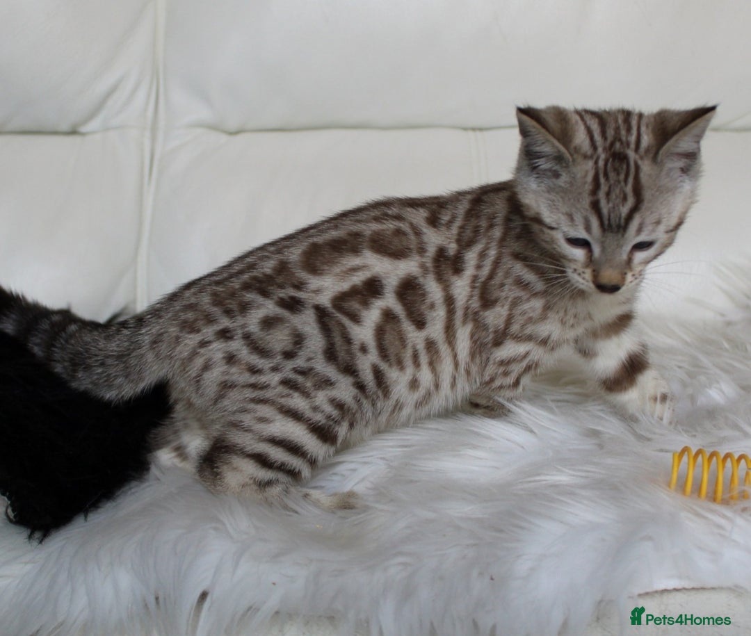 Bengal cats for sale: Gorgeous Bengal kittens - Image 14