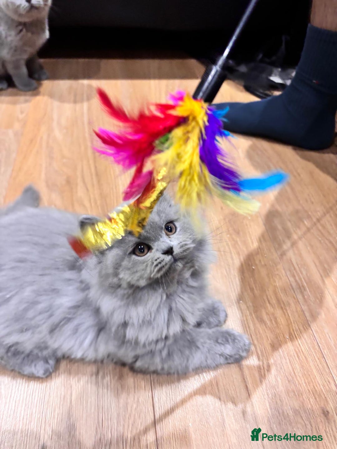 British Shorthair cats for sale: GCCF Champion British Shorthair  - Advert 2