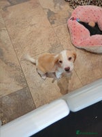 Beagle dogs - Advert 10