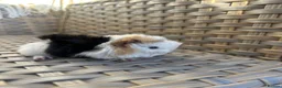 Guinea Pig rodents for sale: Handsome baby long haired male guinea pigs. - Advert 8